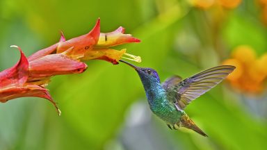 Golden-Tailed Sapphire Hummingbird about to extract nectar from a yellow and red flower