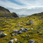 Moss and rocks cover the ground on Robert Island in Antarctica. Photographer: Isadora Romero/Bloomberg