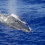 A Byrde’s whale spotted during a NOAA cetacean survey in the Mariana Archipelago in 2010.