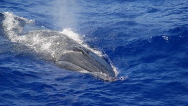 A Byrde’s whale spotted during a NOAA cetacean survey in the Mariana Archipelago in 2010.