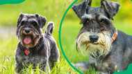 Why Schnauzers are considered the worst dogs: Top reasons