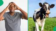 Lobola day cows spark concern as TikTok viewers say they look underfed