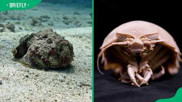 Top 11 scary sea creatures that will send chills down your spine