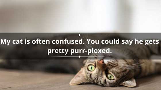 69 purrfect cat puns that will leave you feline good