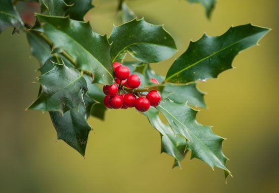 European holly