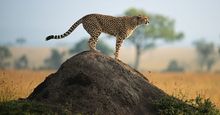 Cheetah (Acinonyx jubatus) standing on rock, side view, Masai Mara National Reserve, Kenya