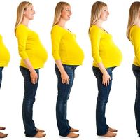 Pregnancy. pregnancy and birth. Fertilization, Pregnancy, and Birth. Stages of nine month pregnant woman abdomen growth. Pregnant human female developing human within her. White pregnant female, developing fetus. mother