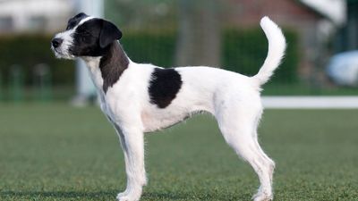 Jack Russell Terrier