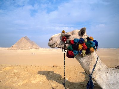 camel; Pyramids of Giza