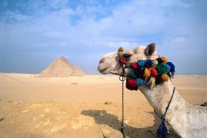 camel; Pyramids of Giza