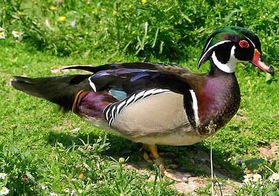 wood duck