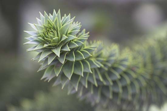 monkey puzzle tree