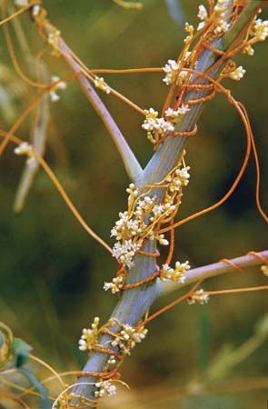 Dodder flowers