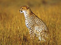 cheetah