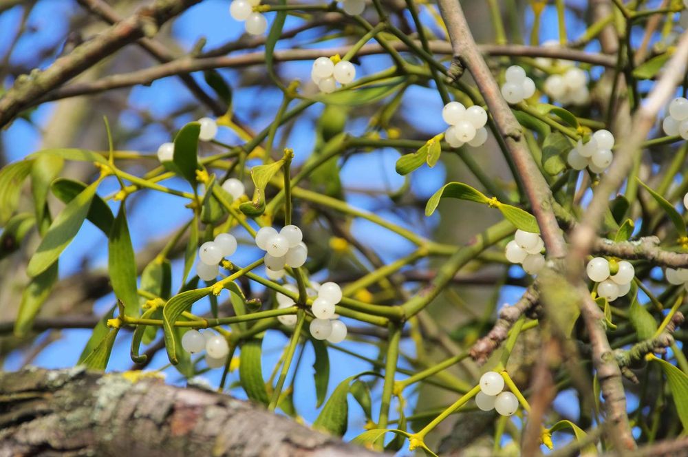 Mistletoe. Mistletoe (Viscum album) a green semiparasitic plant grows on a tree. parasite, parasitic, hemi parasite, hemiparasitic shrub, mythology, legends, customs, Christmas decoration