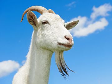 White goat with blue sky. Farm animal