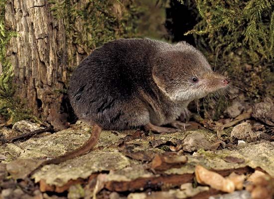 Common Eurasian shrew (Sorex araneus).