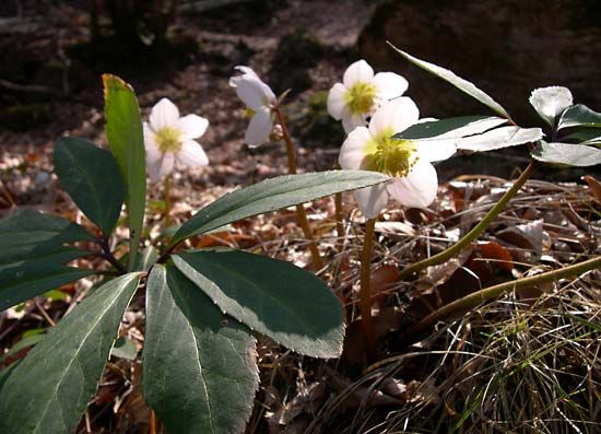 Christmas rose