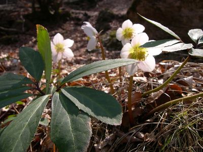 Christmas rose