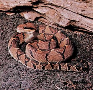 Bushmaster (Lachesis muta).