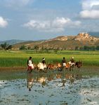 Karnataka, India: farmers