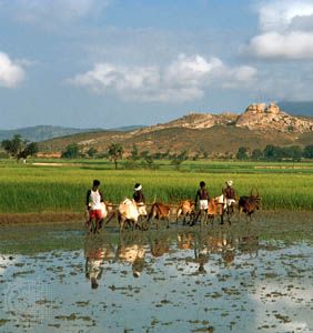 Karnataka, India: farmers