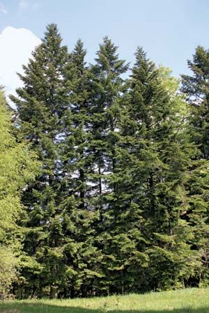 silver fir