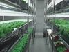 High-tech urban farming: A new hope for Japan?