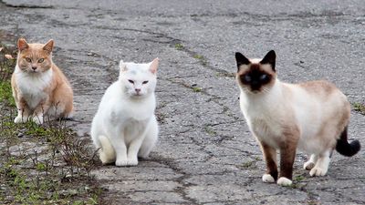 A gang of feral cats in Alaksa