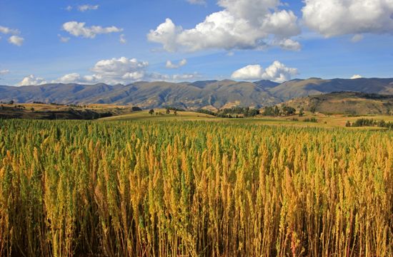 Quinoa field