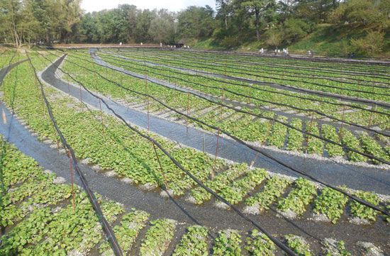 wasabi farm