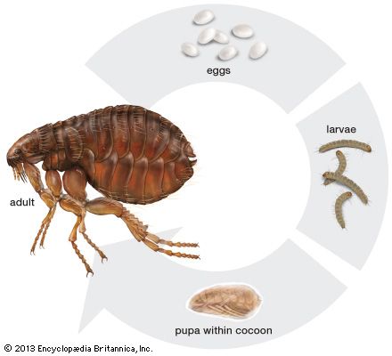 flea life cycle