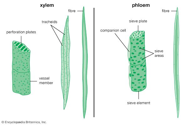 vascular cells