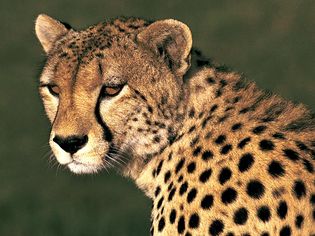 cheetah