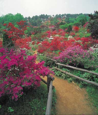 rhododendrons