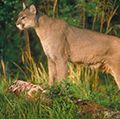 Cougar in woods. Cats, felines, puma.