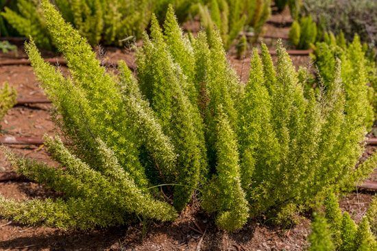 asparagus fern