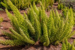 asparagus fern