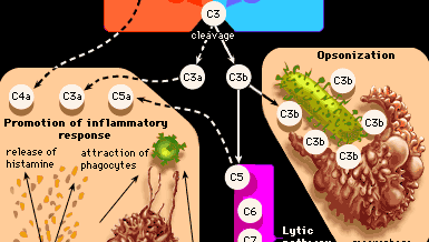 Pathways of complement activation