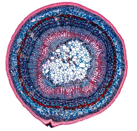 stem cross section