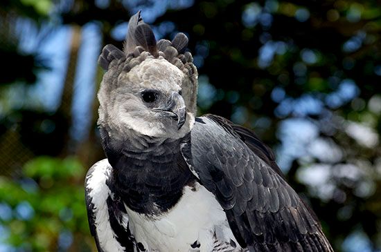 Harpy eagle (Harpia harpyja)