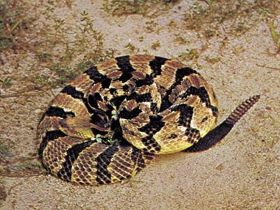 timber rattlesnake