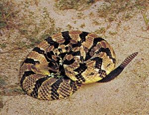 timber rattlesnake