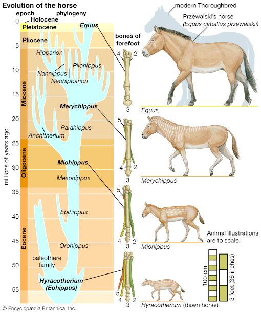 evolution of the horse