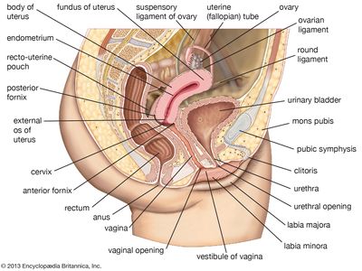 female reproductive system