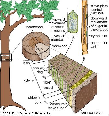 tree vascular system