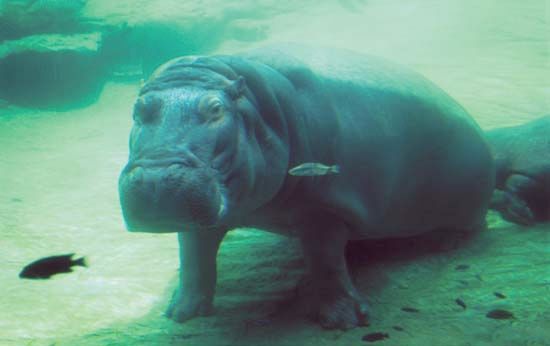 Submerged hippopotamus (Hippopotamus amphibius).