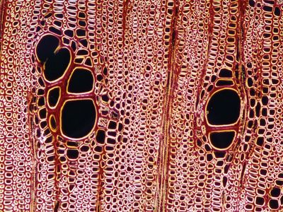 xylem tissue