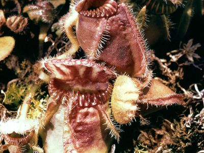 Western Australian pitcher plant