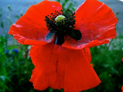 corn poppy